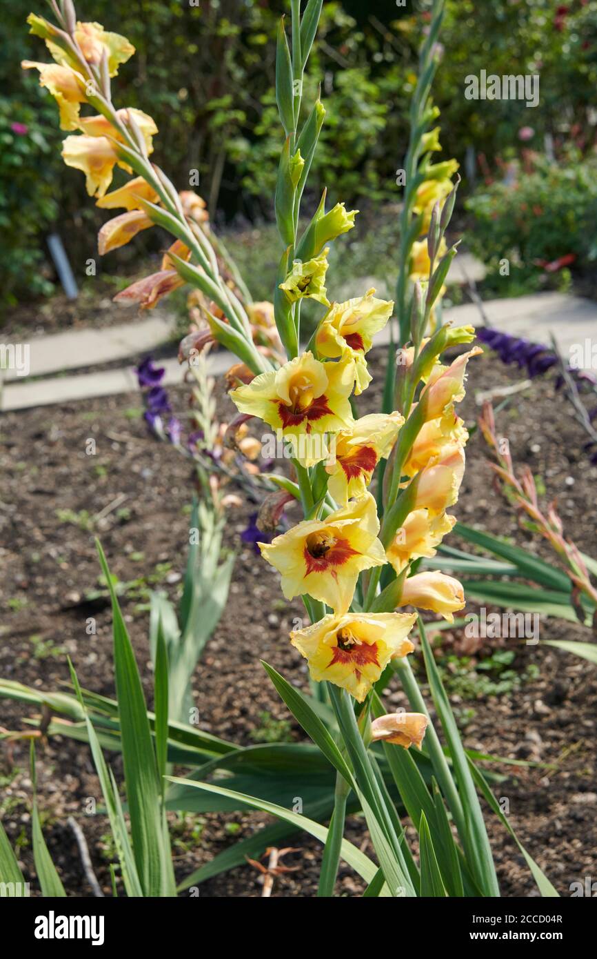 Gladioli (Gladiolus spp x hybrid) flowering in the border of an english garden, England, UK, GB. Stock Photo