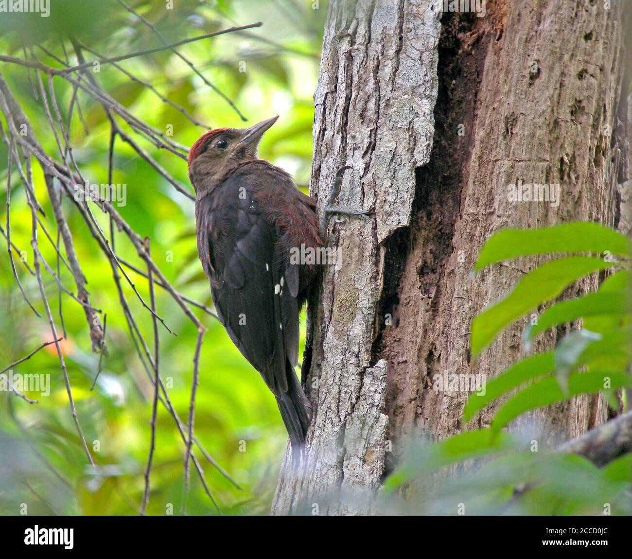 Critically Endangered Okinawa woodpecker (Dendrocopos noguchii) clinging to a tree on Okinawa, Japan. Stock Photo
