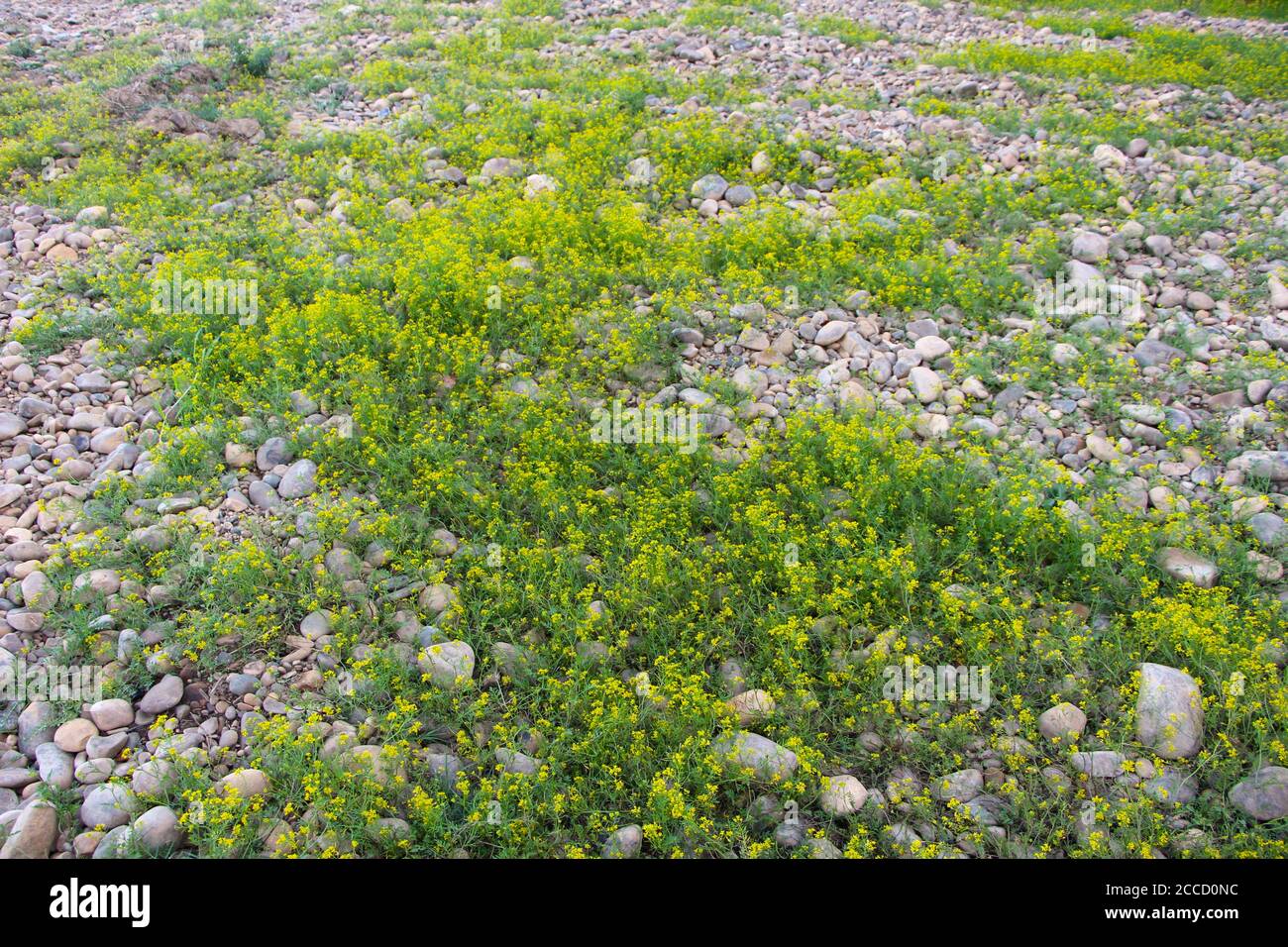 Flowers growing through pebbles hires stock photography and images Alamy