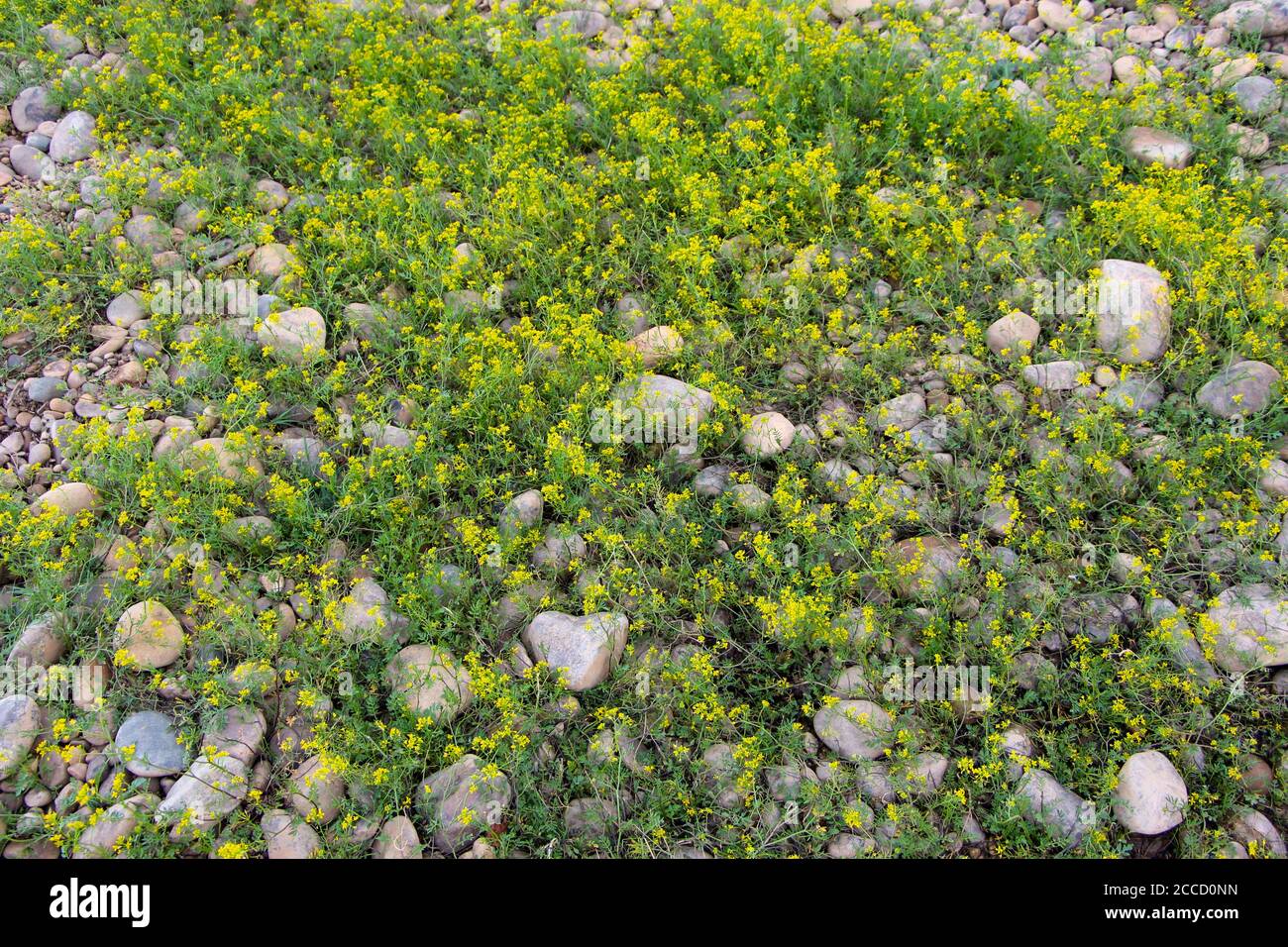 Flowers growing through pebbles hires stock photography and images Alamy