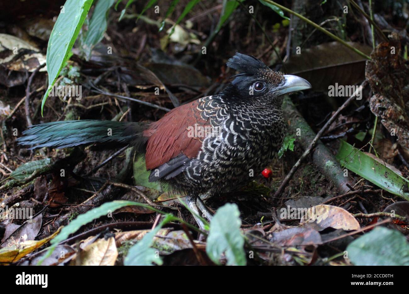 Banded Ground Cuckoo (Neomorphus radiolosus) in a subtropical moist montane Choco forest in Ecuador. Standing stil on the ground. Stock Photo