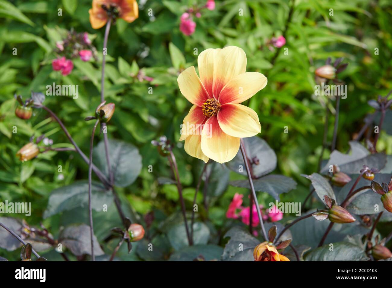 Dahlia (Dahlia pinnata) Stock Photo