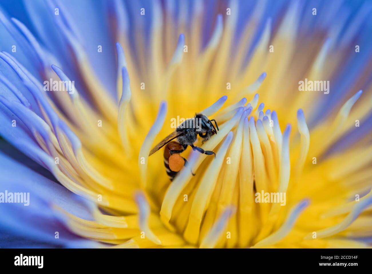 Hardworking honey bee collecting pollen at pink lotus. Bee eating delicious  nectar of pink lotus flower in the peaceful morning Stock Photo - Alamy