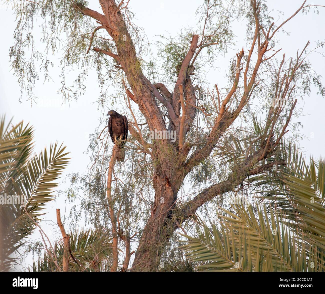 Oriental Honey Buzzard (Pernis ptilorhynchus), also known as Crested Honey Buzzard. Female perched in a tree. Stock Photo