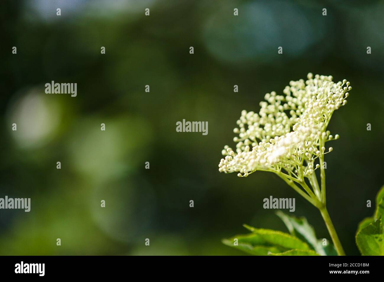 Plant in woodland lit by the morning sun with delightful bokeh in the background. Stock Photo