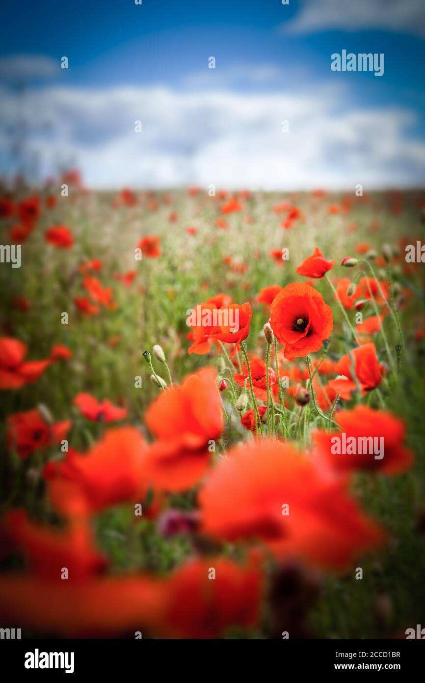 Field of poppies on a bright day with focus centering on one poppy Stock Photo