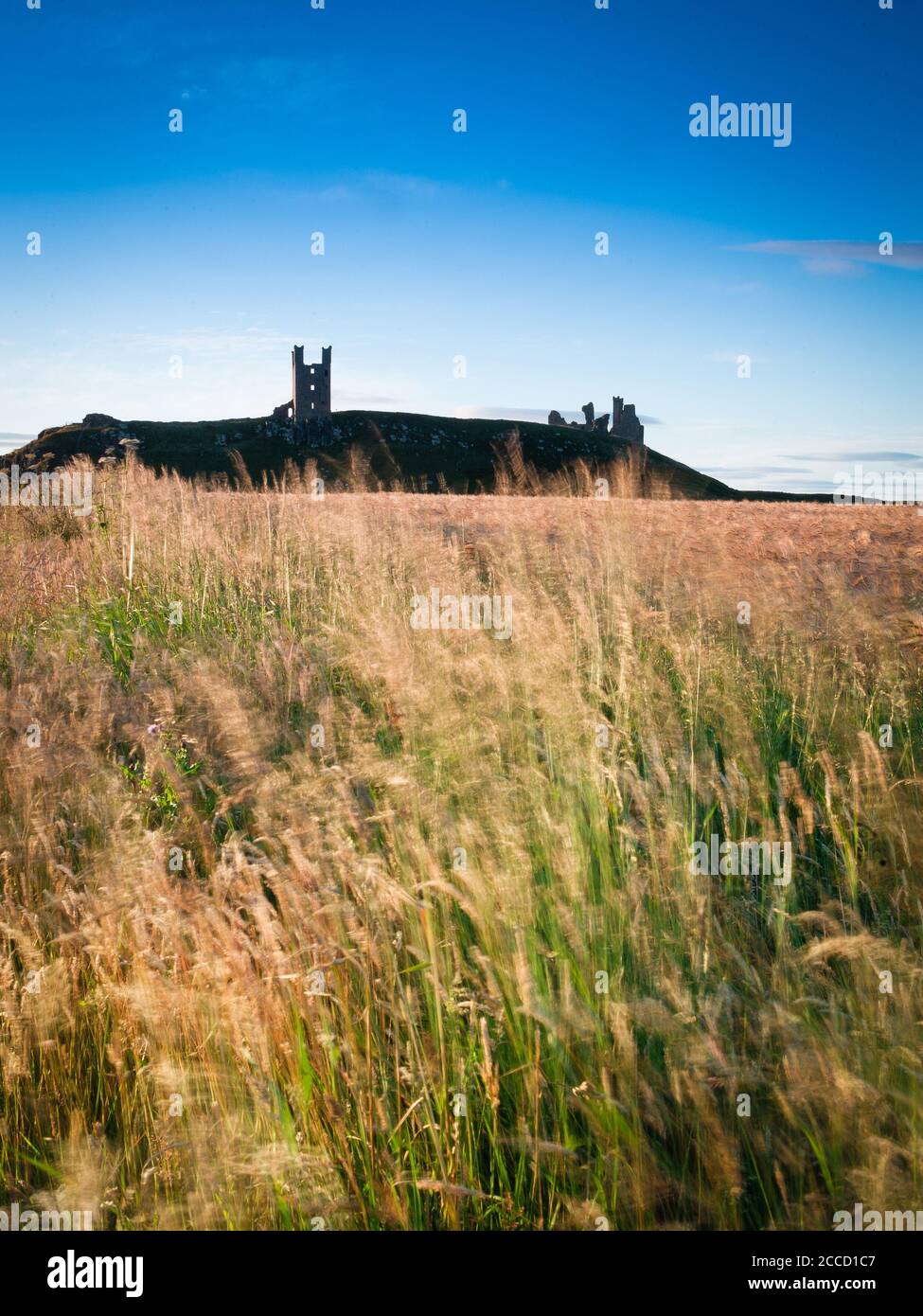 Dunstanburgh Castle in Northumberland over a wheat field in the early morning. Stock Photo