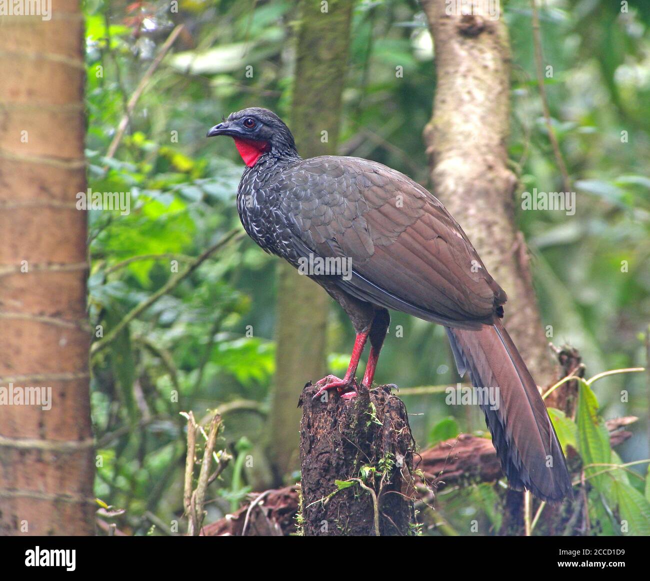 Adult Cauca Guan (Penelope perspicax) perched on a branch in forest on a west slope of the West and Central Andes of Colombia. Stock Photo