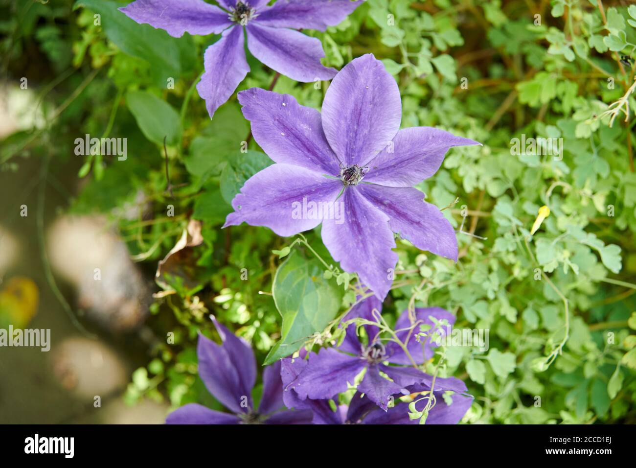 Italian Bellflower, Star of Bethlehem (campanula isophylla) Stock Photo