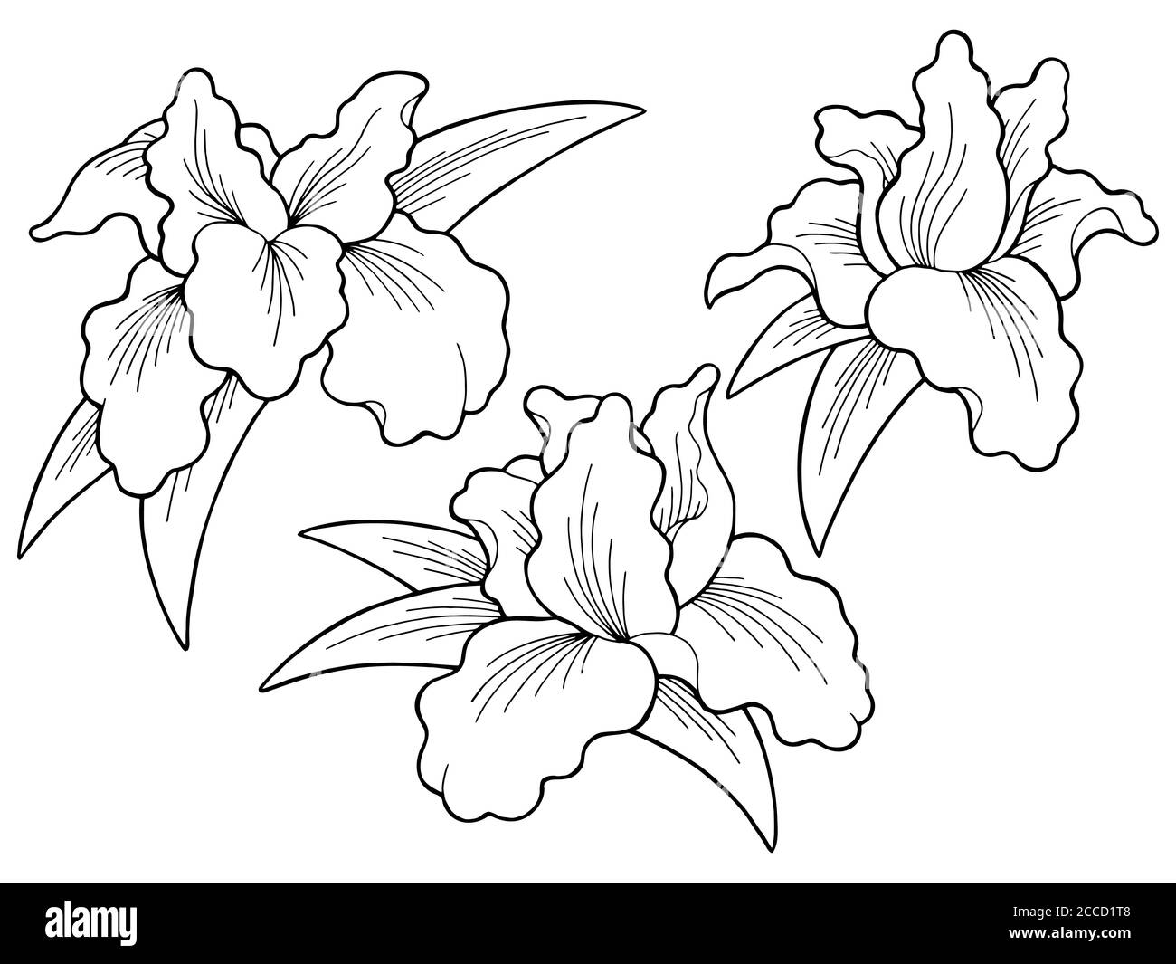 Iris flower graphic black white isolated sketch illustration set vector Stock Vector