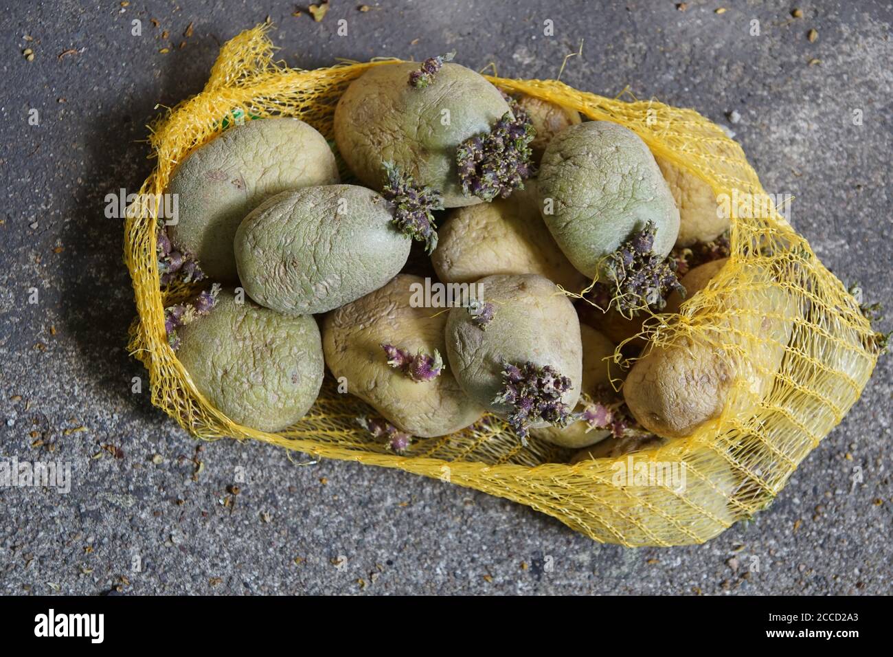 Closeup shot of rotten old potatoes in a sack on the floor Stock Photo