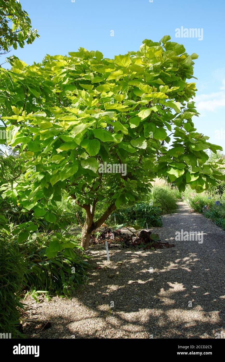Northern Catalpa (Catalpa speciosa) Cigar tree, or Catawba tree, Stock Photo