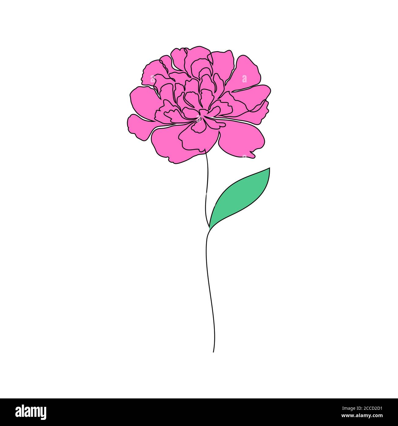 Peony flower on white Stock Vector Image & Art - Alamy