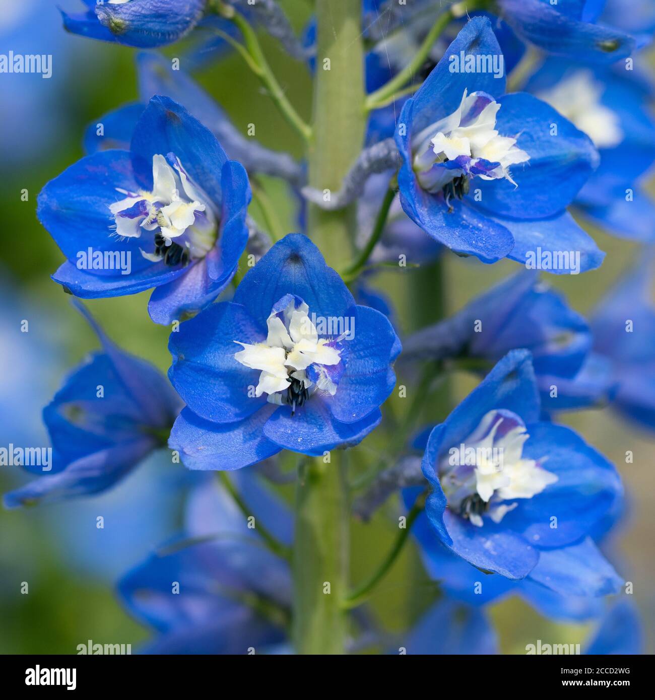 Candle larkspur, Delphinium elatum Stock Photo Alamy