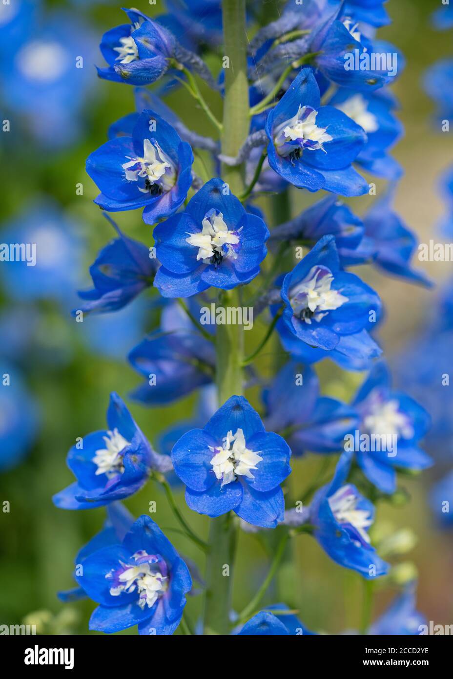Candle larkspur, Delphinium elatum Stock Photo Alamy