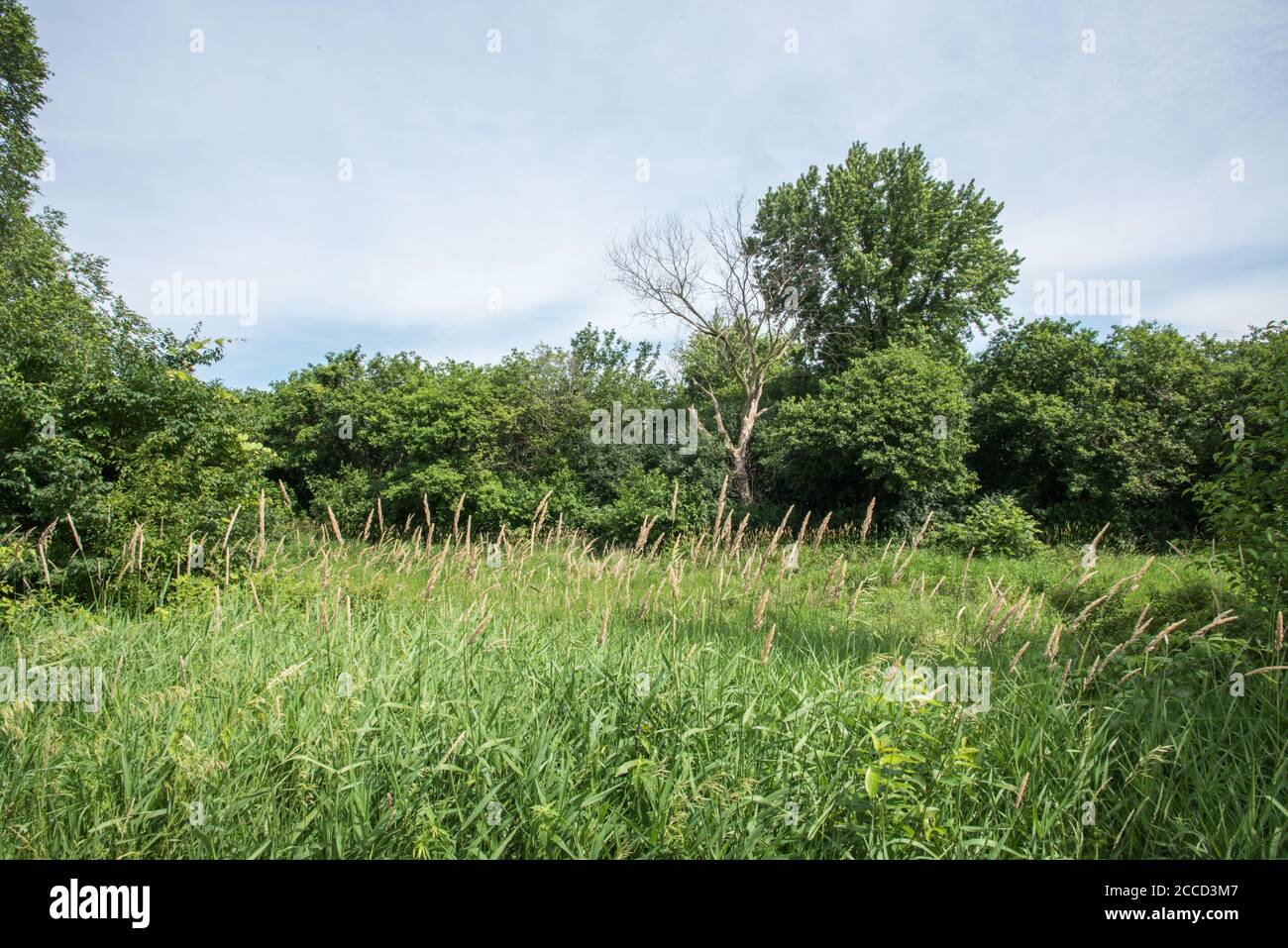 Natural meadow growth with deciduous forest under a blue sky with clouds nature reserve in Aurora, Illinois Stock Photo