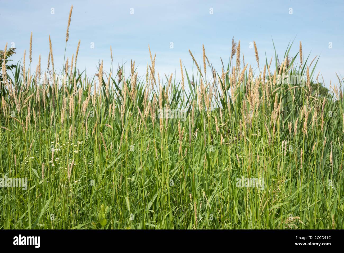 Natural tall grasses growing in meadow under a blue sky in Aurora, Illinois Stock Photo