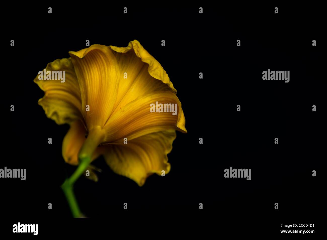 Flower Black Background Stock Photo Alamy