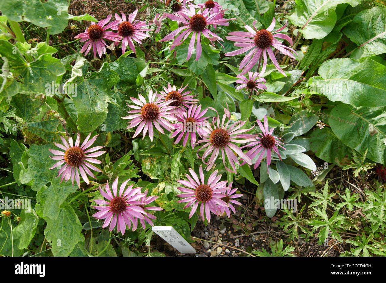Black Sampson echinacea or purple cornflower (Echinacea angustifolia) Stock Photo