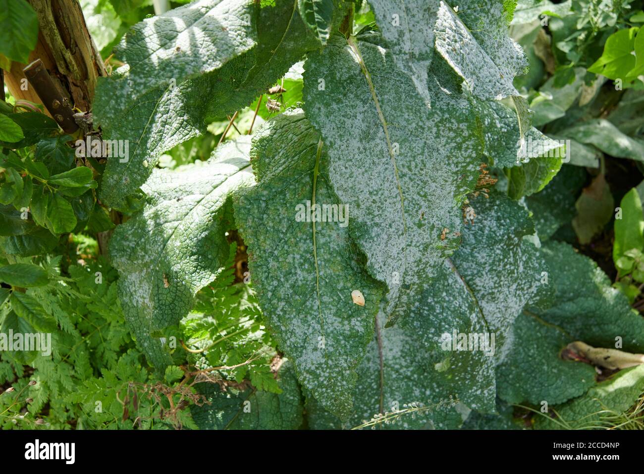 Powdery mildew on the leaves of an infected plant. , East Yorkshire England, UK, GB, Stock Photo