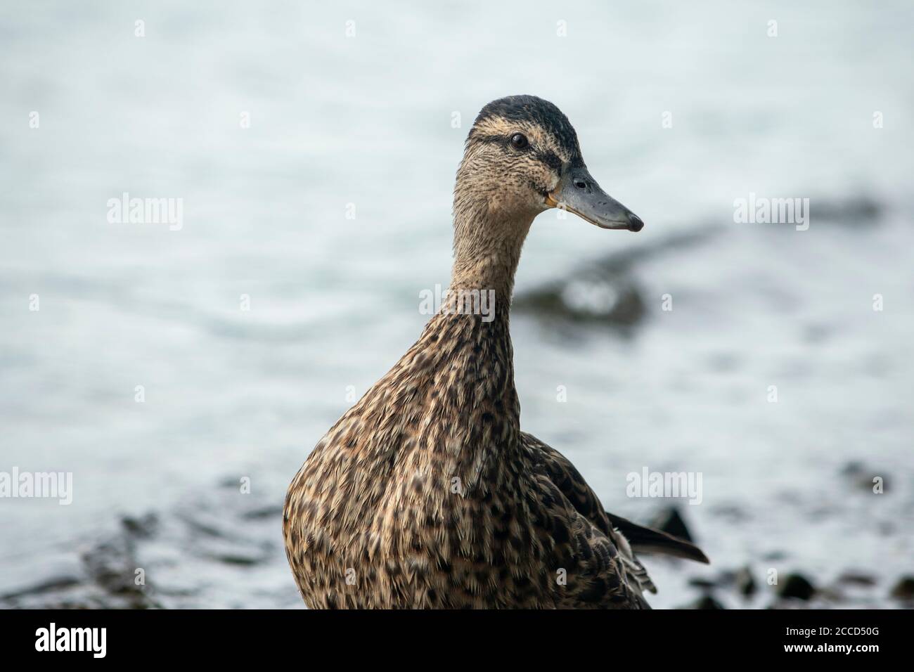Female mallard duck on Ullswater lake shore Stock Photo