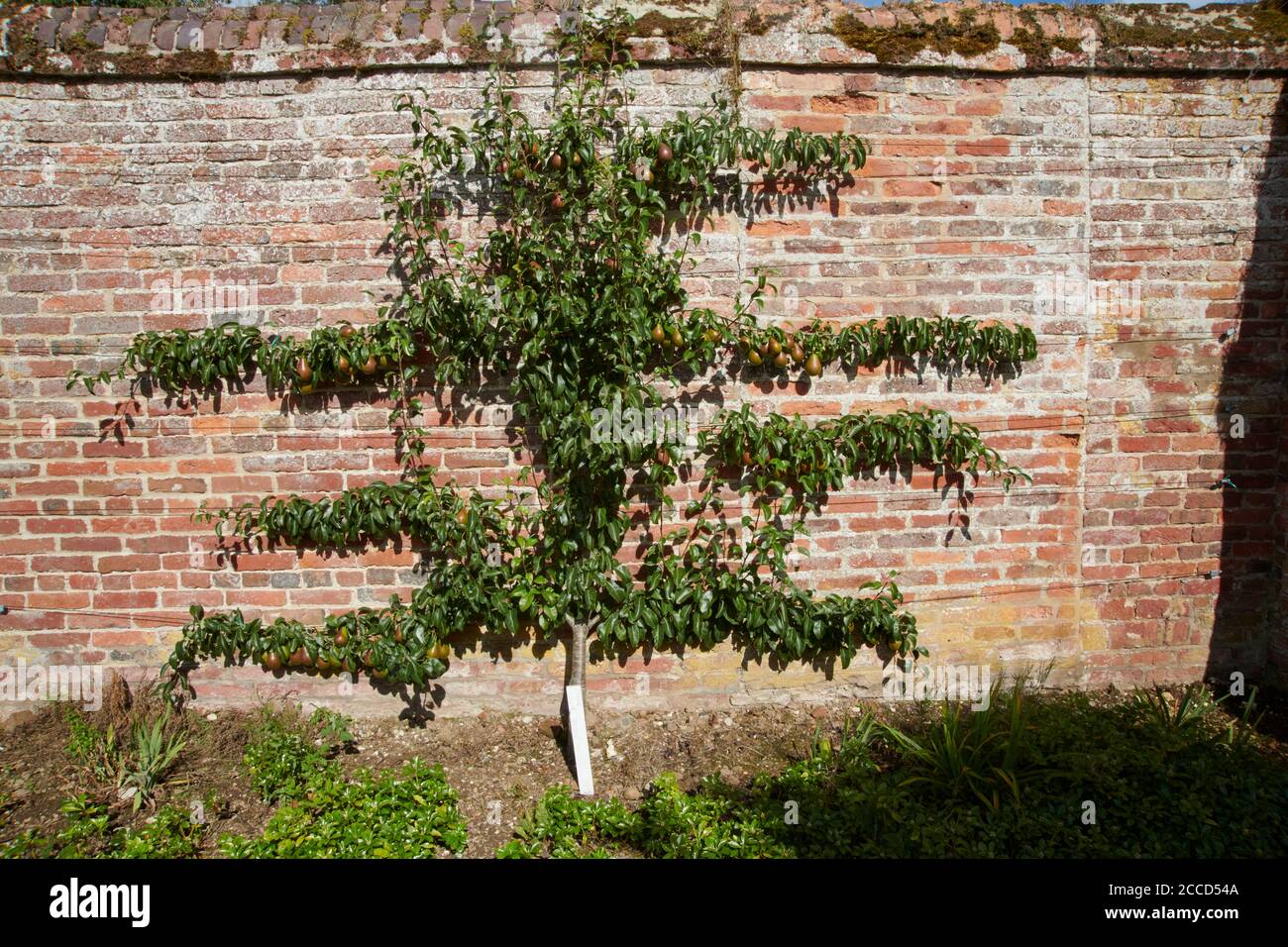 Conference pear( Pyrus communis ) growing against a south-facing garden wall,, East Yorkshire England, UK, GB, Stock Photo