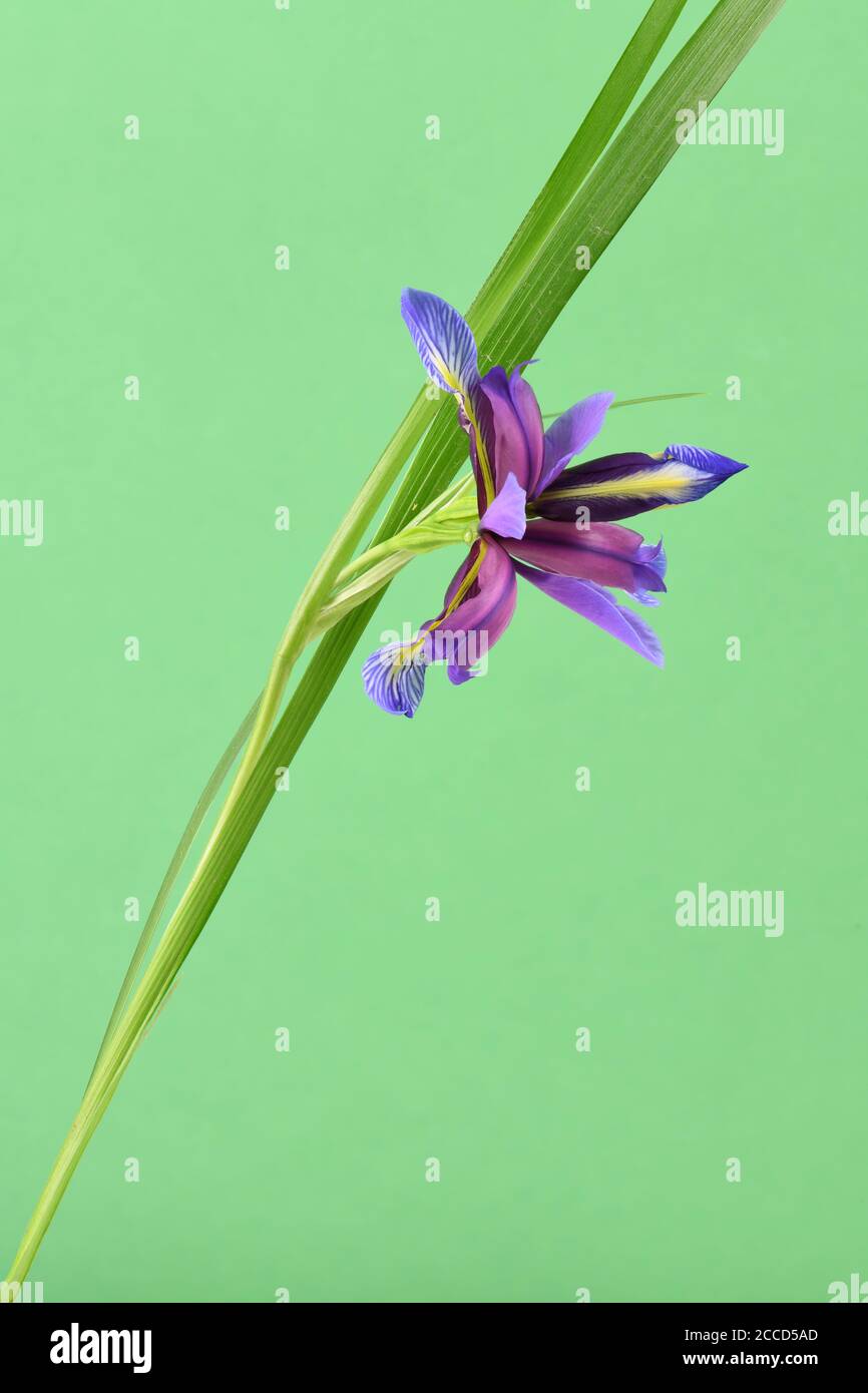 Purple flower of Iris graminea isolated on green background. High resolution photo. Full depth of field. Stock Photo