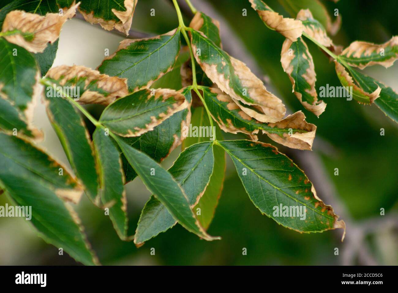 Leaves of a Green Ash tree, browning at the edges Stock Photo
