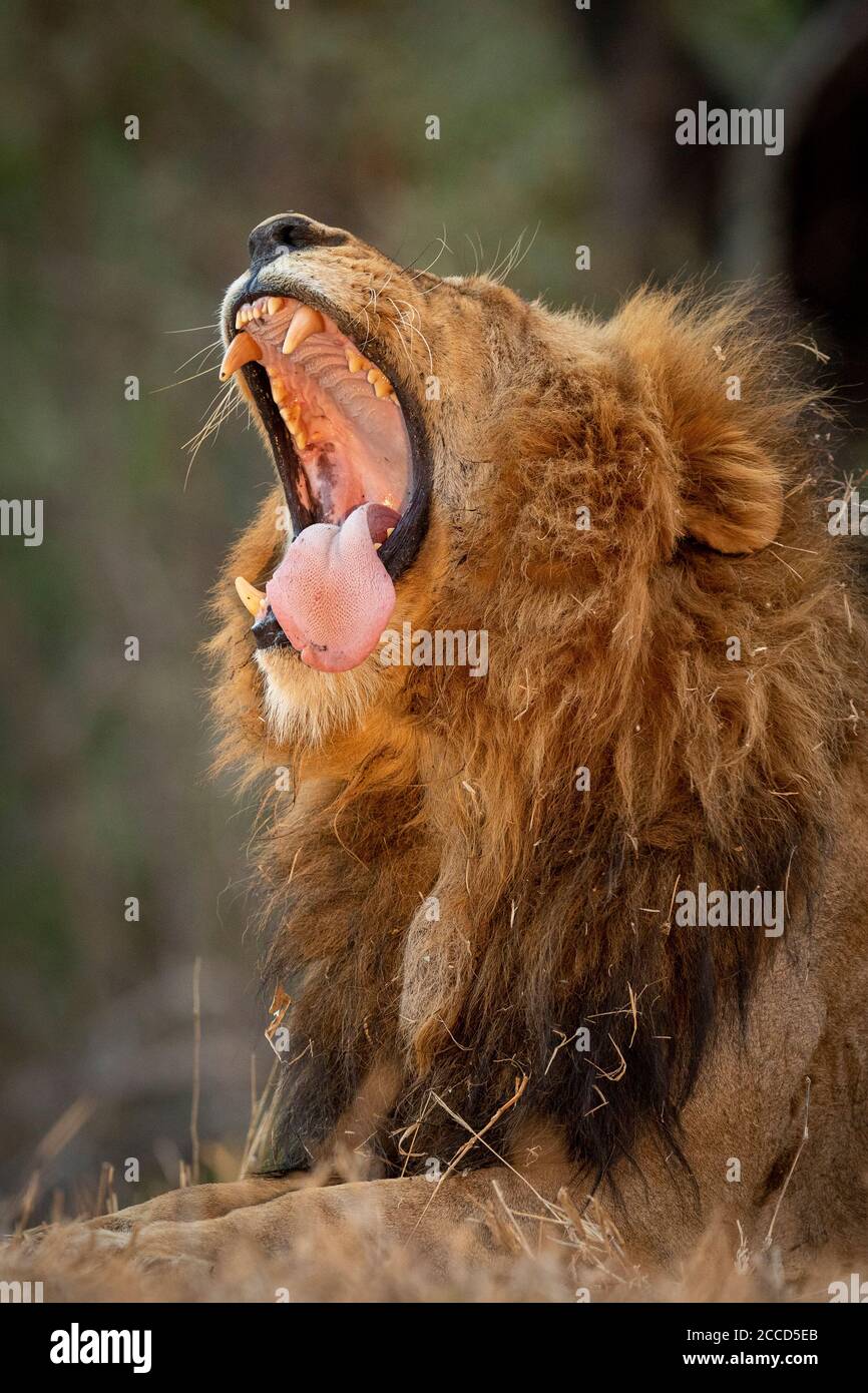 Vertical portrait of a male lion with open mouth yawning showing his teeth and tongue in Kruger Park National Stock Photo