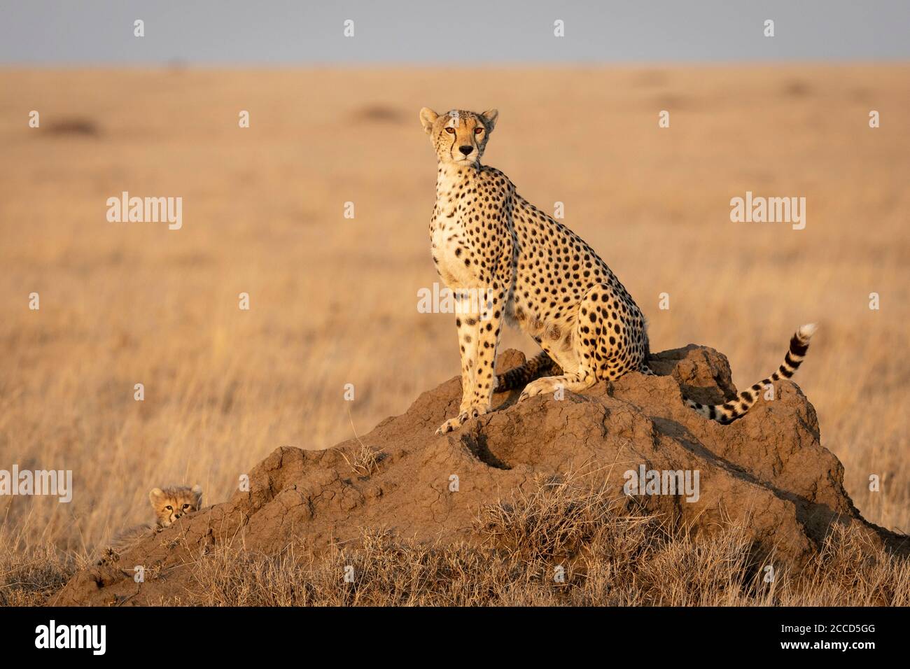 Mother and baby sitting on a termite mound looking alert in Serengeti National Park in Tanzania Stock Photo