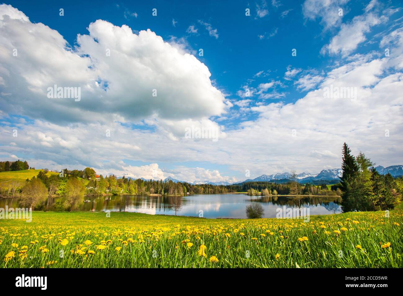 Panorama von See und Blumenwiese im Frühling Stock Photo