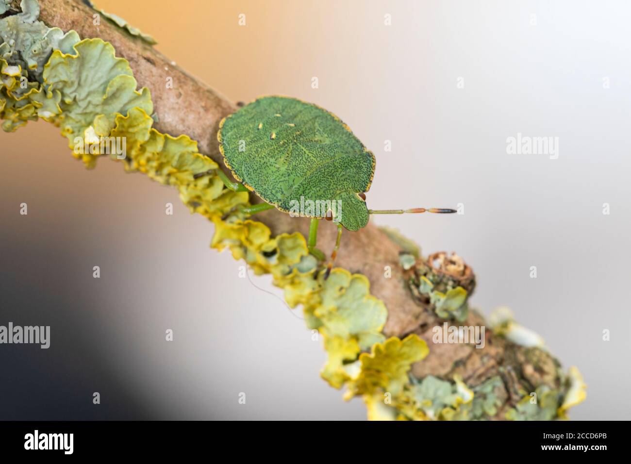Green Shieldbug Palomino prasina Stock Photo