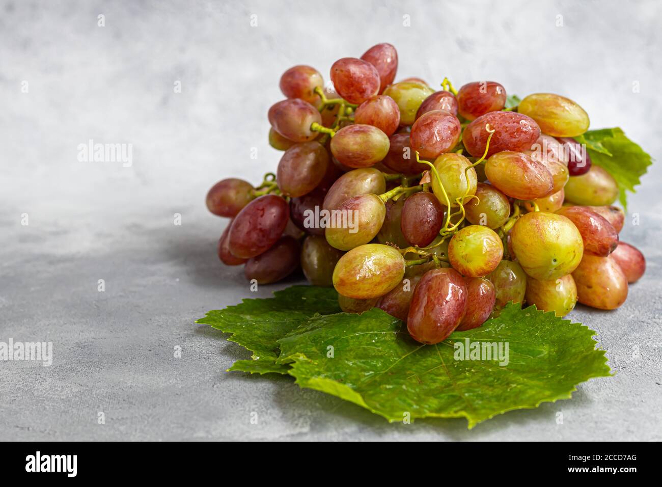 Large and light, wine grapes. It is covered with a white coating called yeast. With their help, wine is obtained. Water drops on berries. On a gray ba Stock Photo
