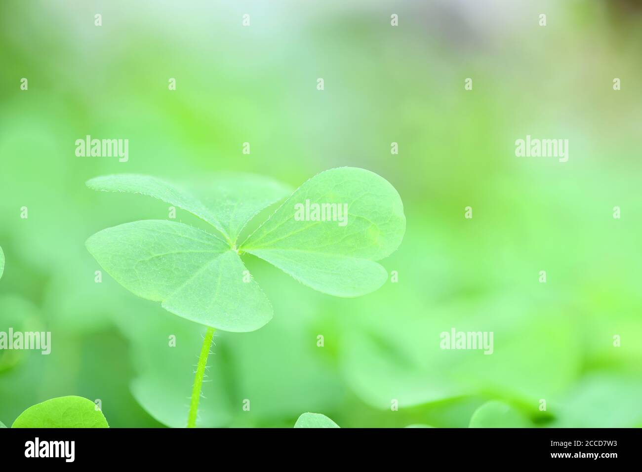 Green clover leaf on green garden background. St. Patrick's day ...