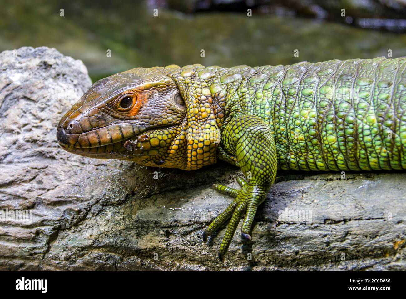 The Northern caiman lizard lies on the trunk.  It is a species of lizard found in northern South America. Stock Photo