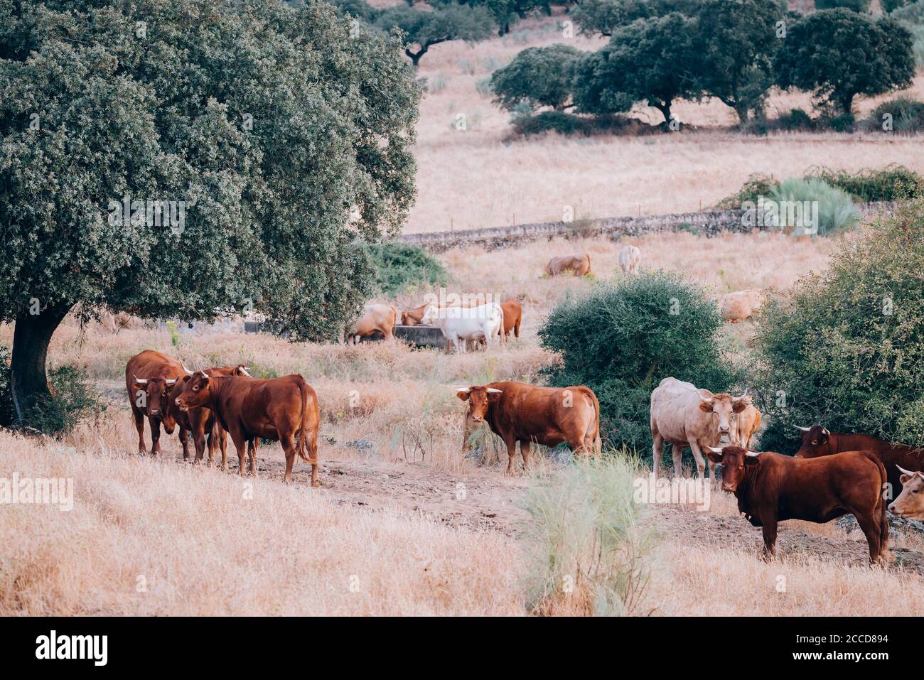 cows and bulls in the pasture of extremadura. Stock Photo
