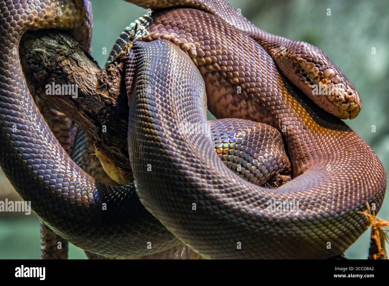 Pythonidae family hi-res stock photography and images - Alamy