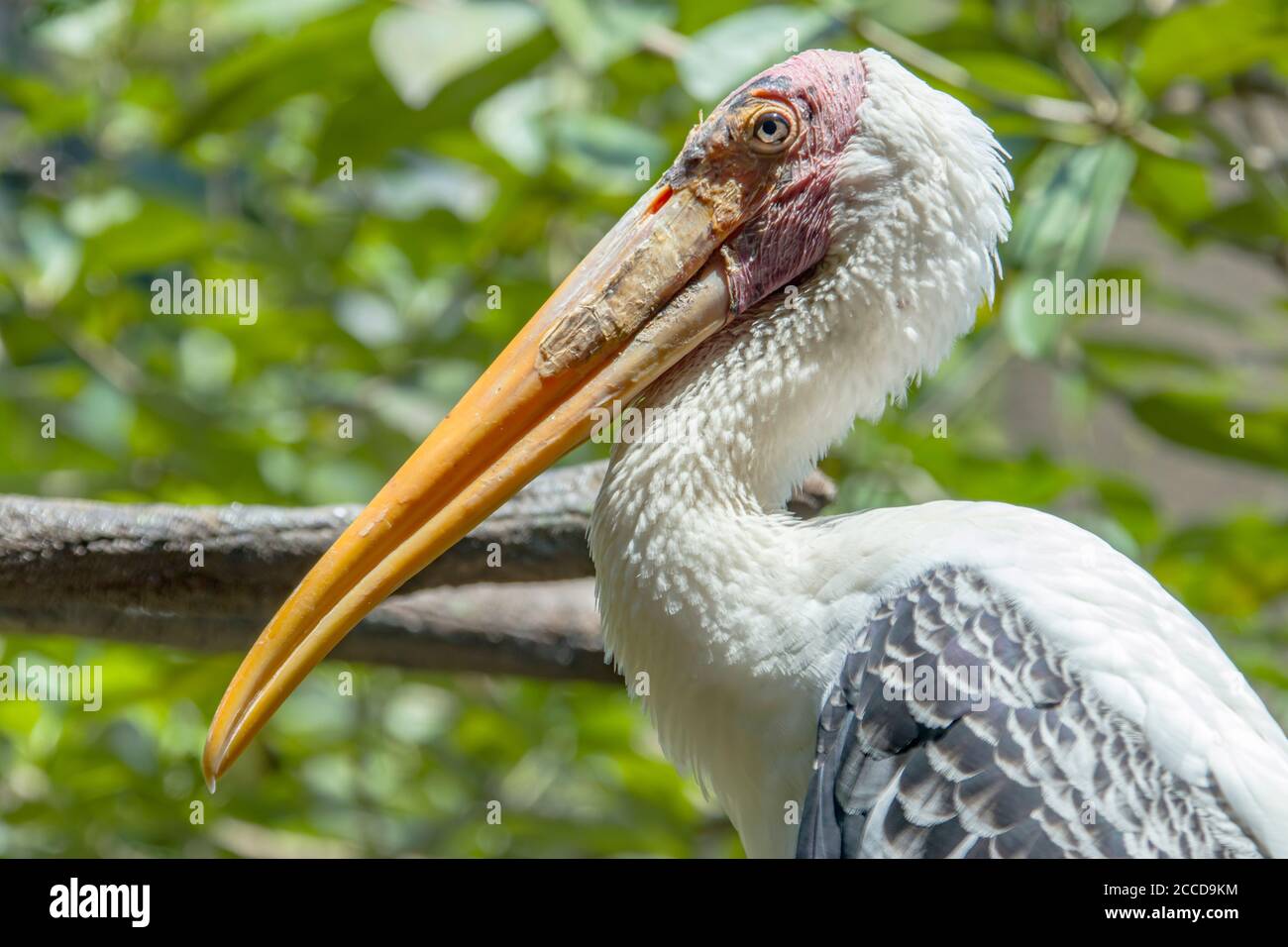 the closeup image of painted stork.  It is a large wader in the stork family. It is found in the wetlands of the plains of tropical Asia Stock Photo