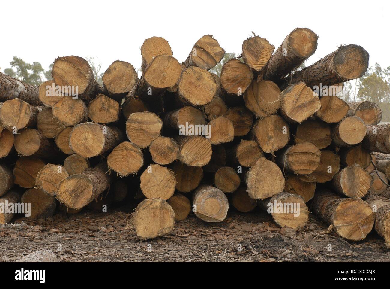 Orange, TX November 10, 2006: East Texas pine logs at Rogers Lumber Company. Rogers Lumber Co processes pine lumber into rough-cut boards for the construction and trucking industries      ©Bob Daemmrich/ Stock Photo