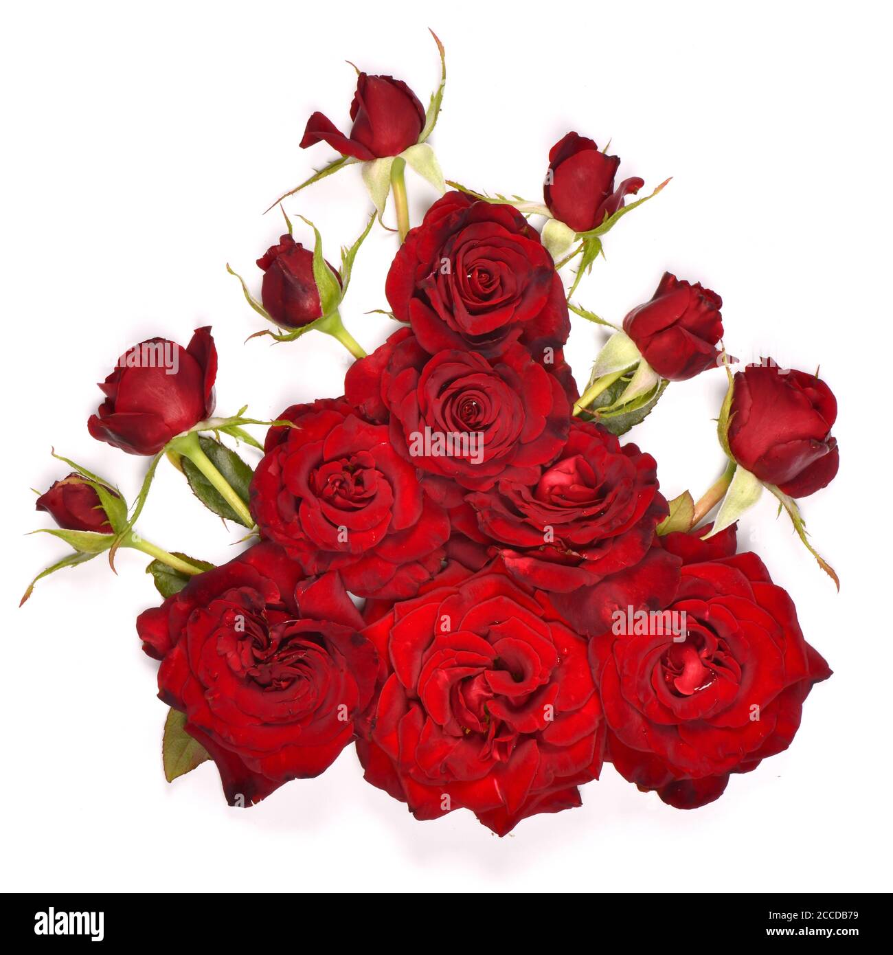 Bouquet beautiful red rose flower isolated on white background. High