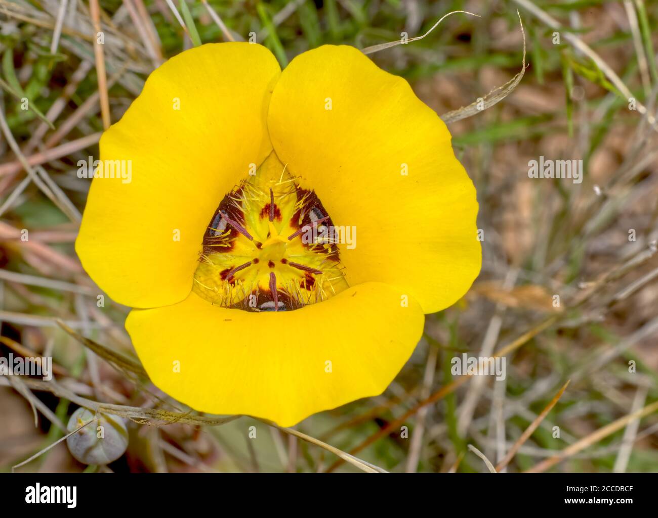 The flower of the Desert Mariposa Lily, native to Arizona. Botanical name is Calochortus Munzii. Stock Photo