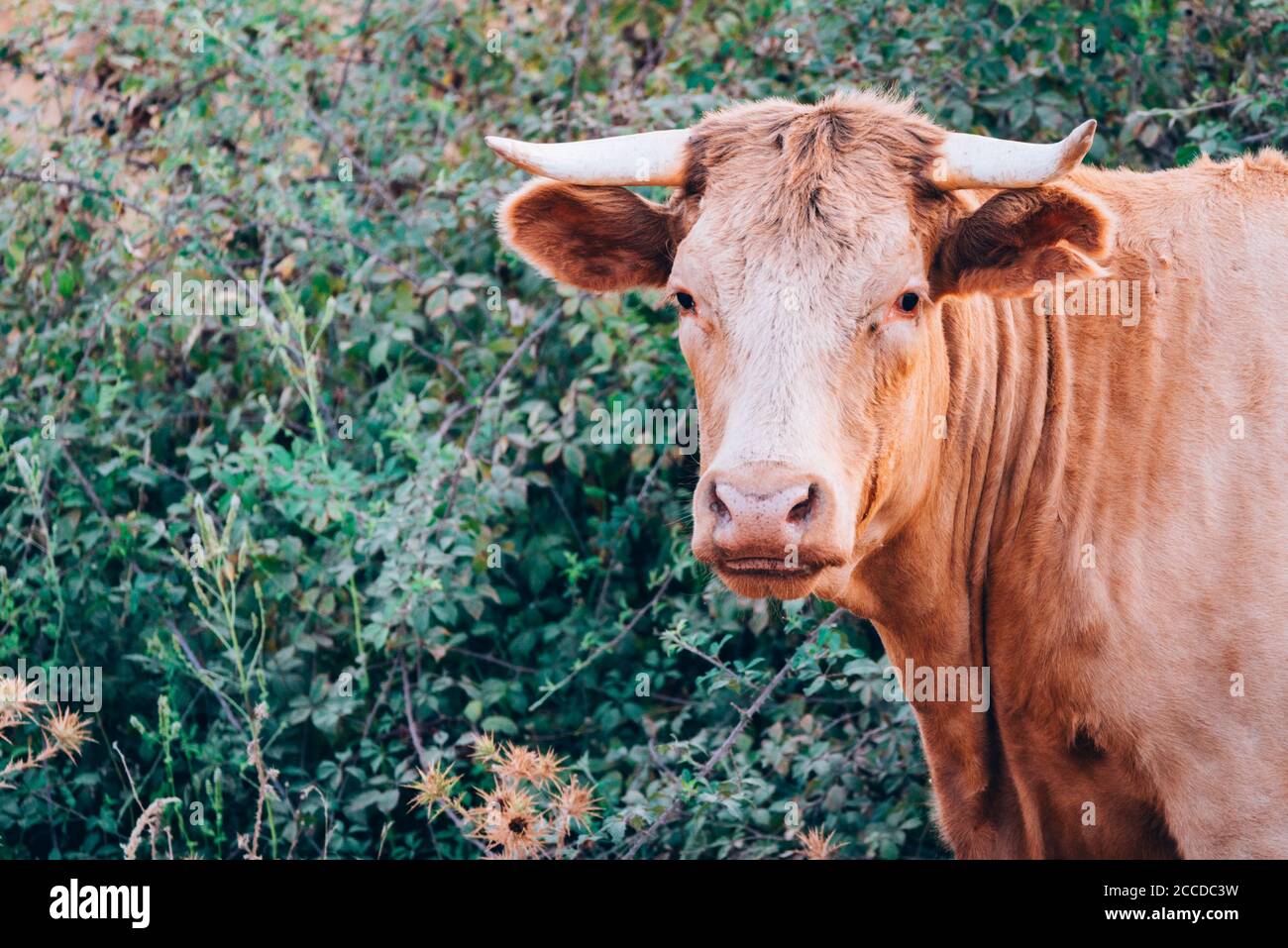 close-up portrait of a cow with copy space for text Stock Photo