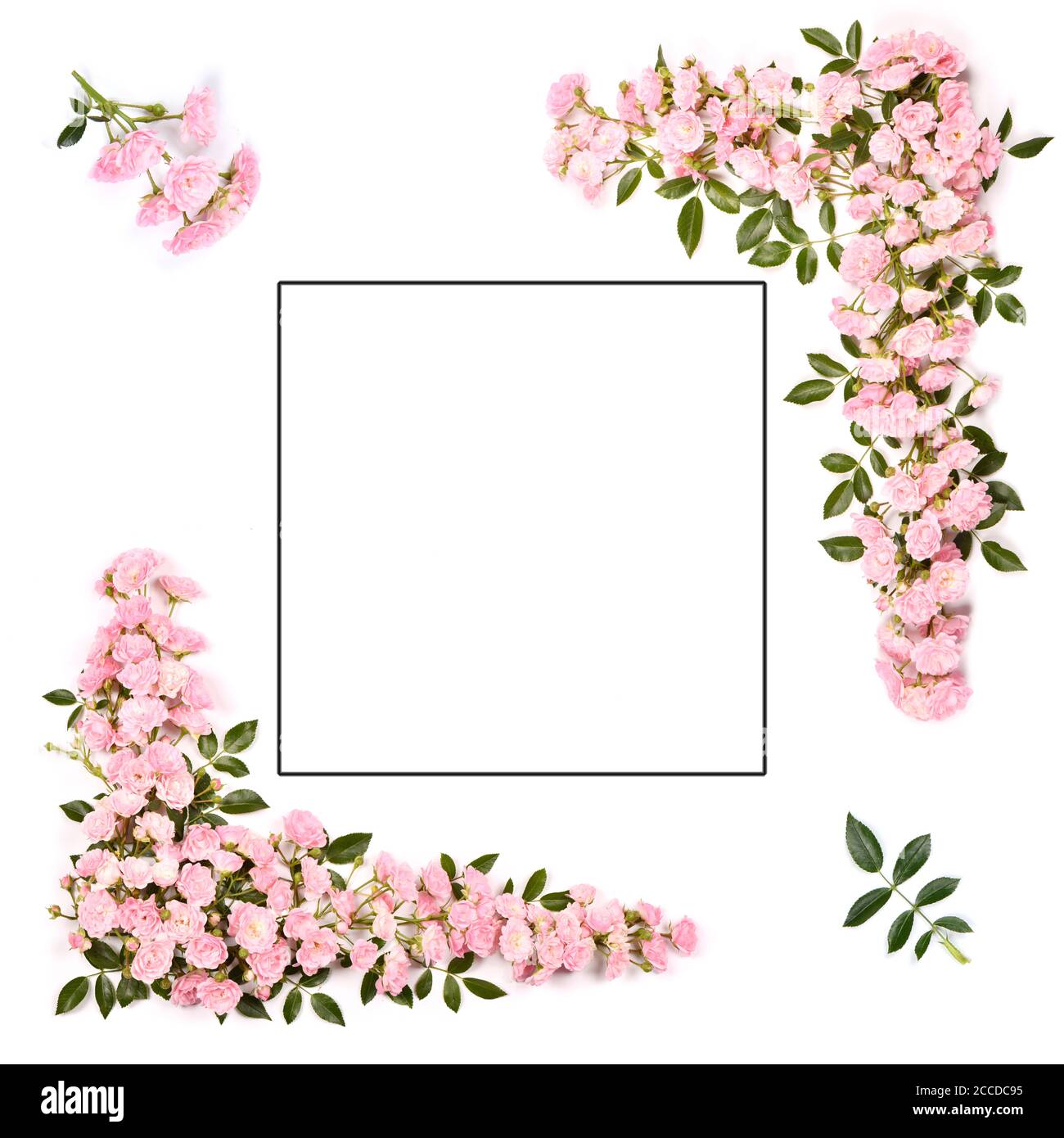 Beautiful pink rose flowers set out with a frame. Isolated on white  background. High resolution photo. Full depth of field. Love photo concept.  Space Stock Photo - Alamy