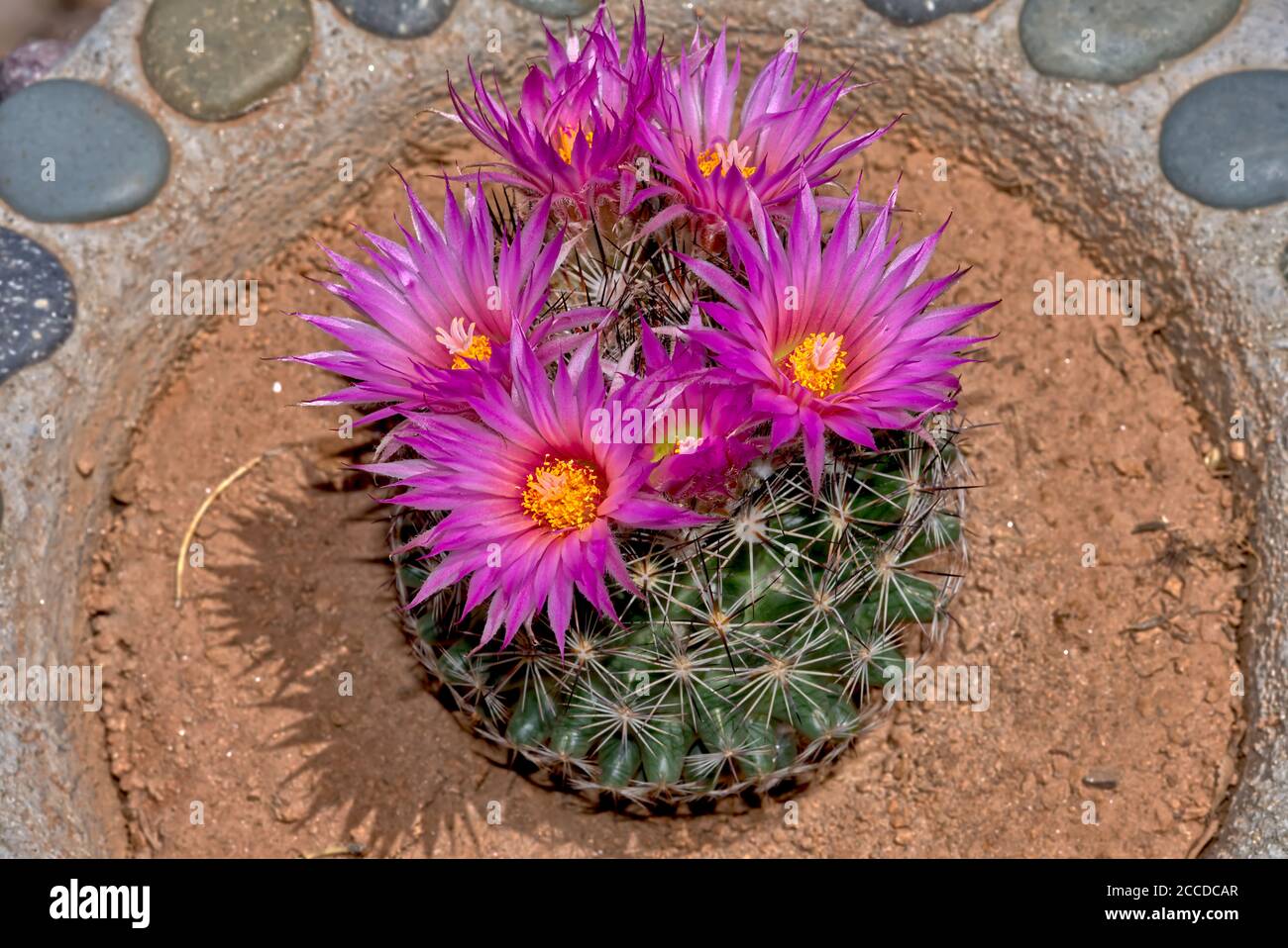 Flower of the Escobaria Vivipara cactus, also known as the Pin Cushion Cactus. This cactus ranges from Mexico to southern Canada. Stock Photo