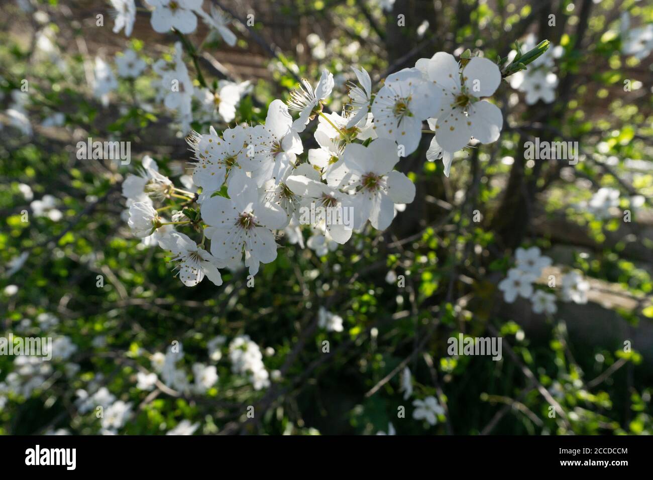 Prunus avium Stock Photo