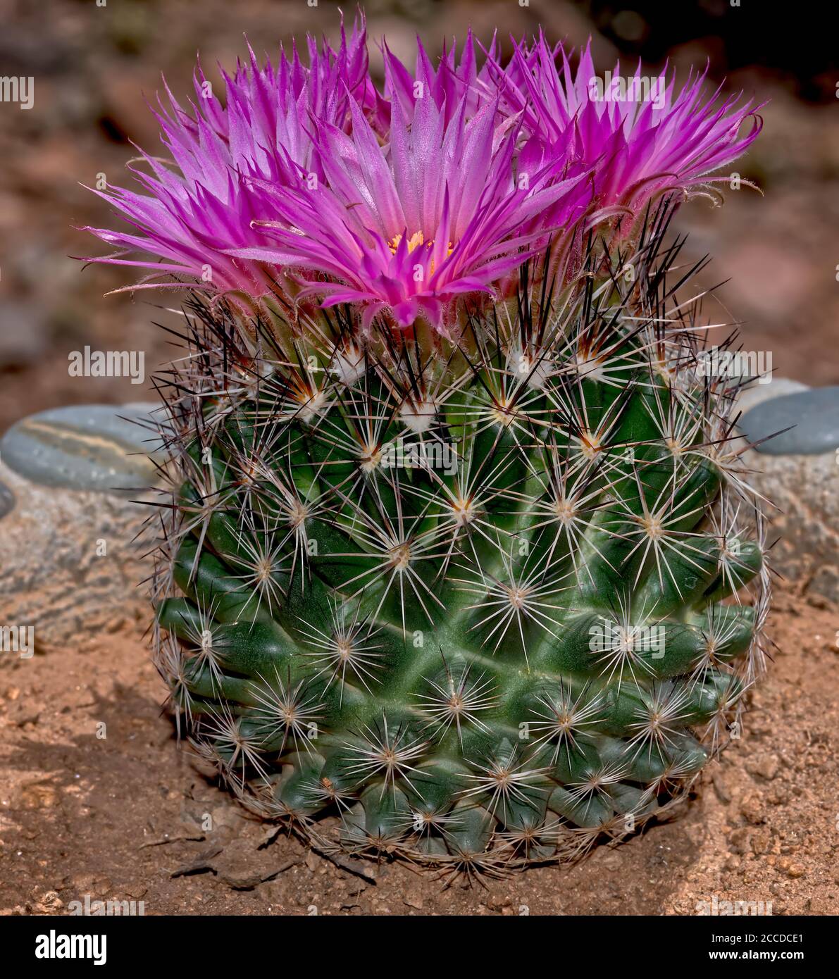 Flower of the Escobaria Vivipara cactus, also known as the Pin Cushion Cactus. This cactus ranges from Mexico to southern Canada. Stock Photo
