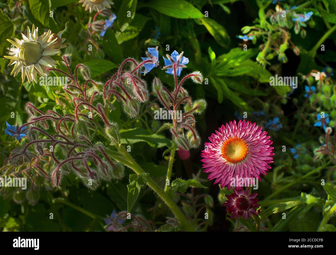 Aster and Anemone Flower In Fairy Like Grove Stock Photo