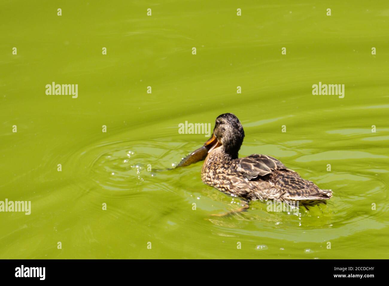 Duck catching a fish in a green swamp Stock Photo Alamy
