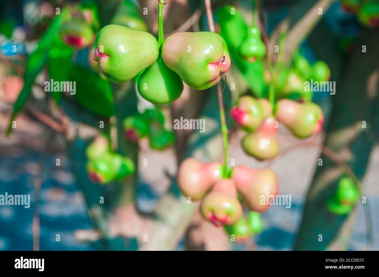 Rose apple fruit hi-res stock photography and images - Alamy