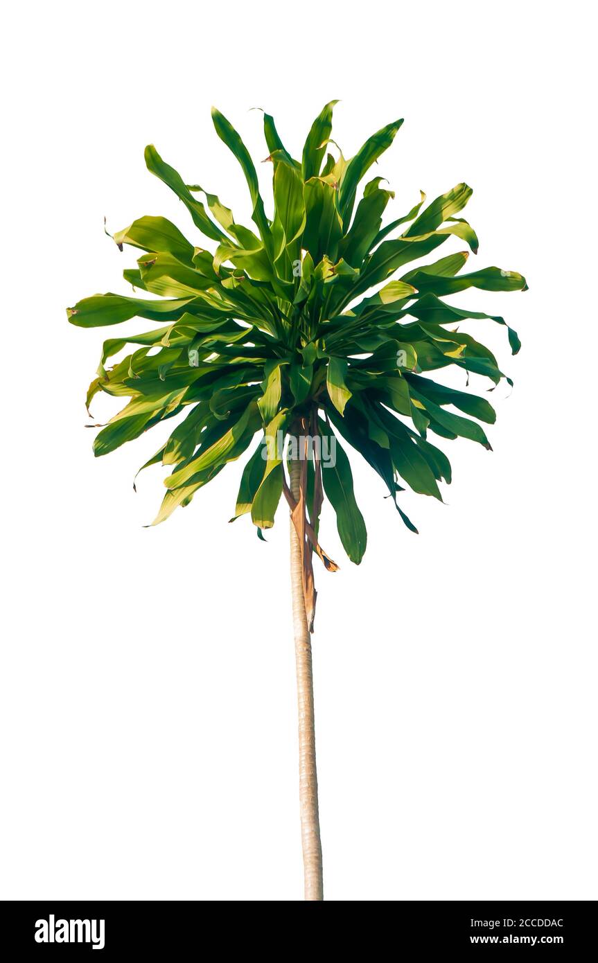 Cape of Good Hope, Dracaena Plant (Dracaena fragrans), Tropical Dracaena plant isolated on the white background, clipping path included. Stock Photo